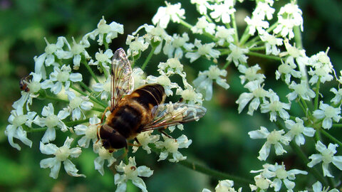 Photos dans le jardin, Mouche-Fly