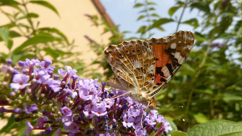 Photos dans le jardin, Vulcain