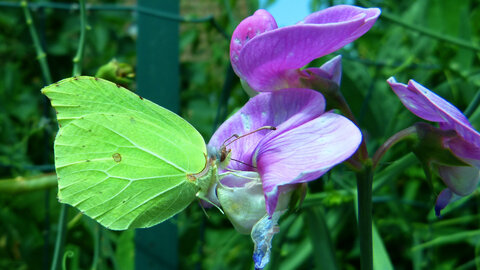 Photos dans le jardin, Citron de la famille des Piérides...