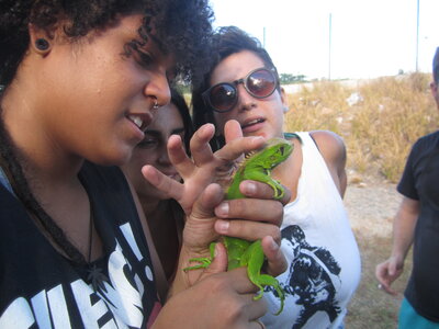 Brasil, Arrivés sur terre ferme  on croise un petit iguane