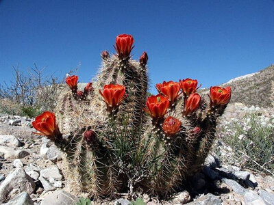 Mes photos, Cactus