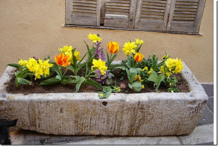Mes photos, Roquebrune sur Argens - Bac de fleurs