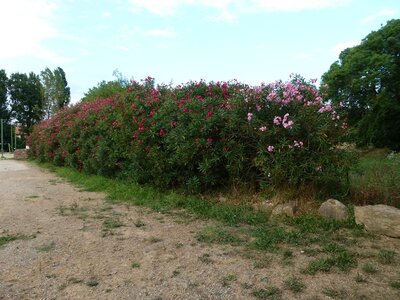Mes photos, Roquebrune sur Argens - Le moulin des iscles fleuri