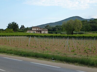 Mes photos, Roquebrune sur Argens - Un vignoble