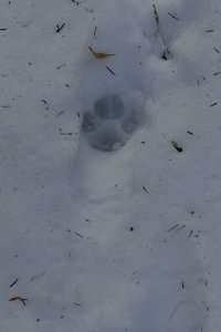 20170129 Raquettes Traversée Arp, 20170129 Raquettes Vercors traversee montagne Arp  10 _al