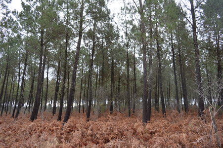1re et Term foret 2017, DSC_0076