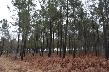 1re et Term foret 2017, DSC_0077