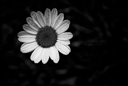 Fleurs, 2009-06-01_k200_11-04-56_N&B_silverEfexPro_1024