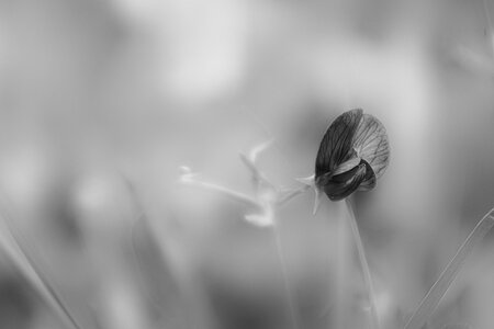 Fleurs, 2010-05-09_k200_11-20-58_N&B_web1024