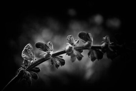 Fleurs, 2010-05-09_k200_11-50-45_N&B_web1024