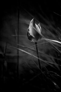 Fleurs, 2011-04-19_k200_14-54-29_N&B_web1024