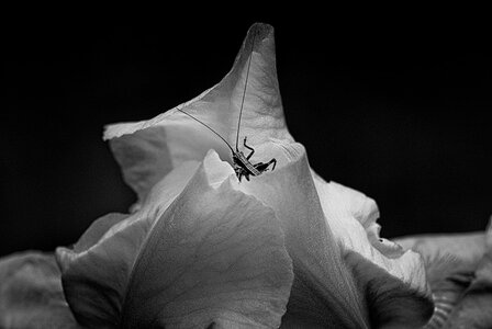 Fleurs, 2011-05-19_k200_15-46-04_N&B_V2_web1024
