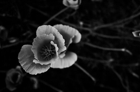 Fleurs, Escholtzia