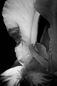 Fleurs, Iris