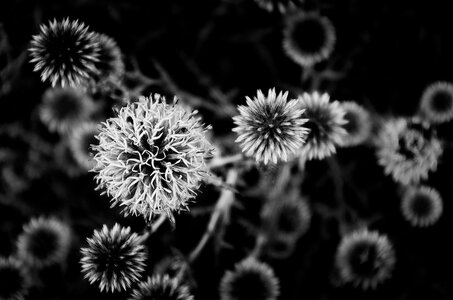 Fleurs, Sans titre12