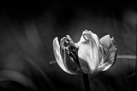 Fleurs, Tulipe2