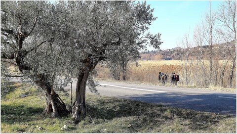 Randonnée du 19 /02 / 2017 de Volonne à Malijai, P2190032  Copier 