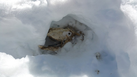 Randonnée du 26/02/2017 au sommet de la Fourche, Tête du squelette
