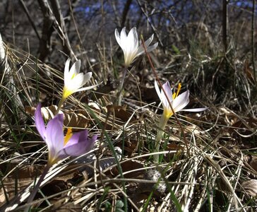 Randonnée du 14/03/2017 sur la Crête de Chamouse, P3140031  Copier 