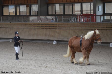 2017-03 Indoor Deauville - Epreuve Longues rênes, 02-DSC_3185