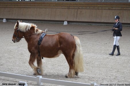 2017-03 Indoor Deauville - Epreuve Longues rênes, 02-DSC_3186