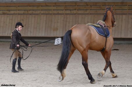 2017-03 Indoor Deauville - Epreuve Longues rênes, 03-DSC_3195
