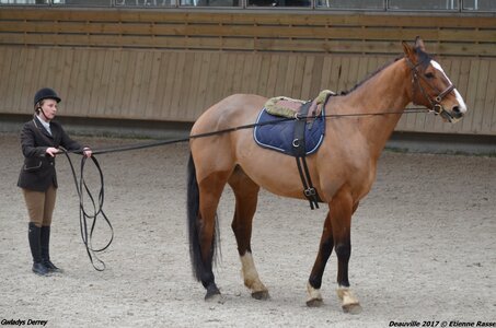 2017-03 Indoor Deauville - Epreuve Longues rênes, 03-DSC_3213