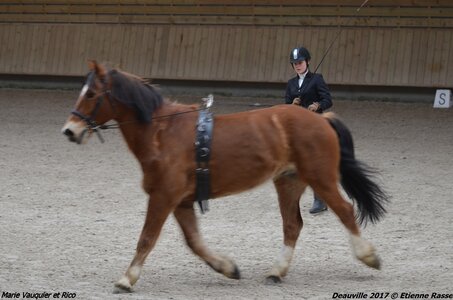 2017-03 Indoor Deauville - Epreuve Longues rênes, 04-DSC_3217