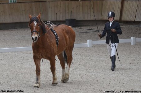 2017-03 Indoor Deauville - Epreuve Longues rênes, 04-DSC_3218