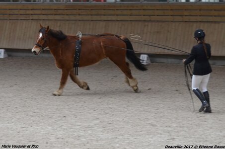 2017-03 Indoor Deauville - Epreuve Longues rênes, 04-DSC_3221