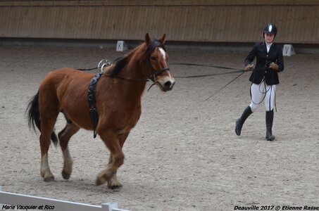 2017-03 Indoor Deauville - Epreuve Longues rênes, 04-DSC_3223