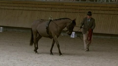 2017-03 Indoor Deauville - Epreuve Longues rênes, 05-Yves gérard 02