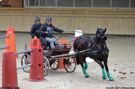 2017-03 Indoor de Deauville - CCA Chevaux, 01-DSC_4461