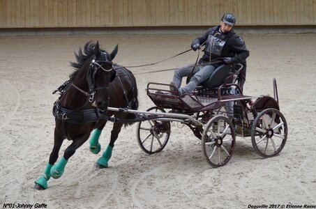 2017-03 Indoor de Deauville - CCA Chevaux, 01-DSC_4477