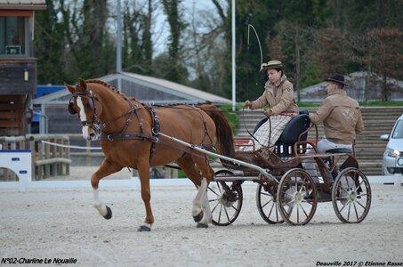 2017-03 Indoor de Deauville - CCA Chevaux, 02-DSC_3858