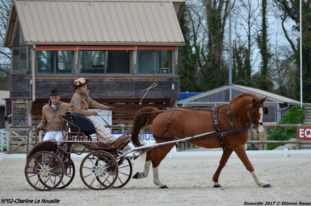2017-03 Indoor de Deauville - CCA Chevaux, 02-DSC_3861