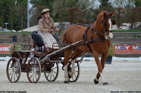 2017-03 Indoor de Deauville - CCA Chevaux, 02-DSC_3862