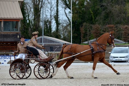 2017-03 Indoor de Deauville - CCA Chevaux, 02-DSC_3864