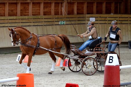 2017-03 Indoor de Deauville - CCA Chevaux, 02-DSC_4447