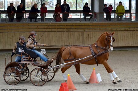2017-03 Indoor de Deauville - CCA Chevaux, 02-DSC_4450