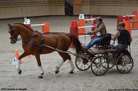 2017-03 Indoor de Deauville - CCA Chevaux, 02-DSC_4454