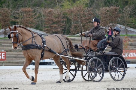 2017-03 Indoor de Deauville - CCA Chevaux, 03-DSC_3916
