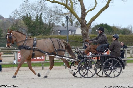 2017-03 Indoor de Deauville - CCA Chevaux, 03-DSC_3917