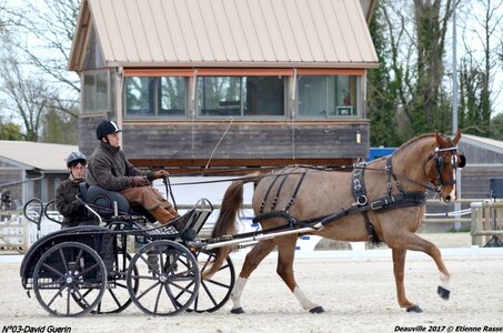 2017-03 Indoor de Deauville - CCA Chevaux, 03-DSC_3920