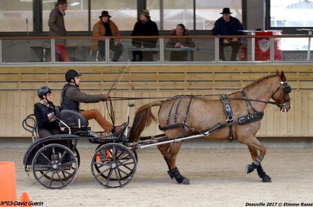 2017-03 Indoor de Deauville - CCA Chevaux, 03-DSC_4509
