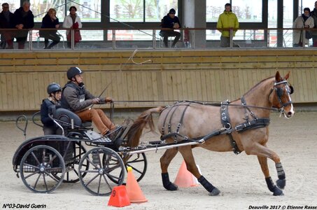 2017-03 Indoor de Deauville - CCA Chevaux, 03-DSC_4521