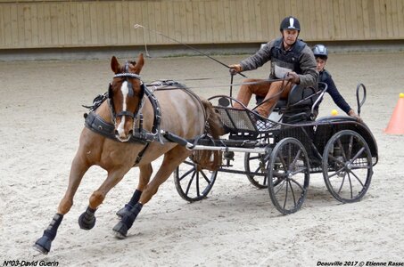 2017-03 Indoor de Deauville - CCA Chevaux, 03-DSC_4522