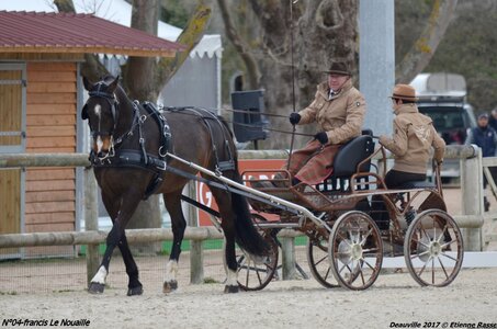 2017-03 Indoor de Deauville - CCA Chevaux, 04-DSC_3925