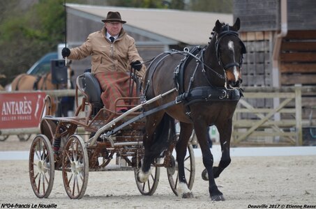 2017-03 Indoor de Deauville - CCA Chevaux, 04-DSC_3929