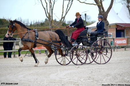 2017-03 Indoor de Deauville - CCA Chevaux, 05-DSC_3896